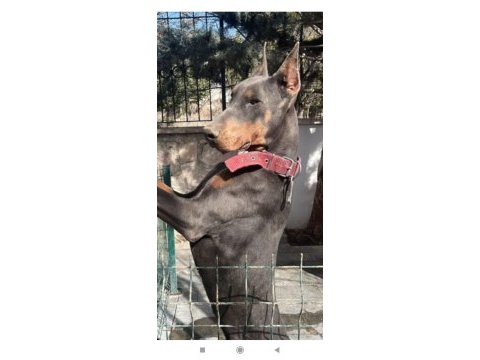 Blue erkek üst düzey anne baba doberman yavrusu