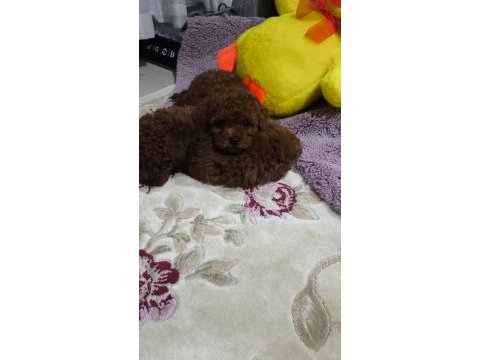 Kore red brown toy poodle minicik güzellikler