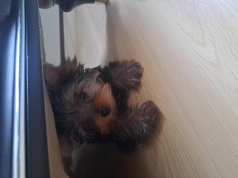 Micro boy yorkshire terrier bebekler