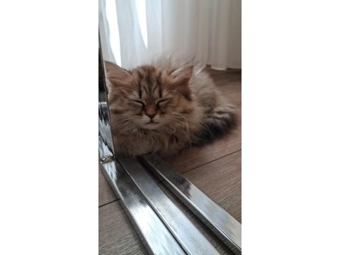 2.5 aylık dişi british longhair