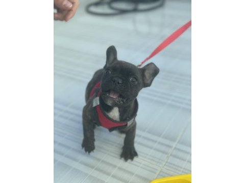 4 aylık french bulldog sorunsuz