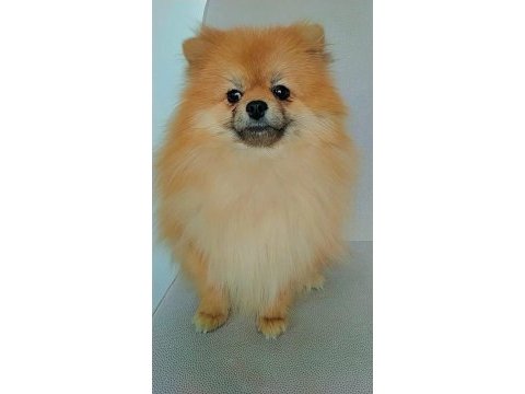 Mükemmel kürk yapısına sahip pomeranian dişi