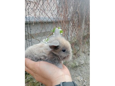 Hollanda lop tavşanı 1 aylık