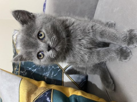 British shorthair safkan yavrular