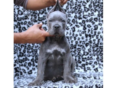Fcı-kıf secereli safkan cane corso kediler