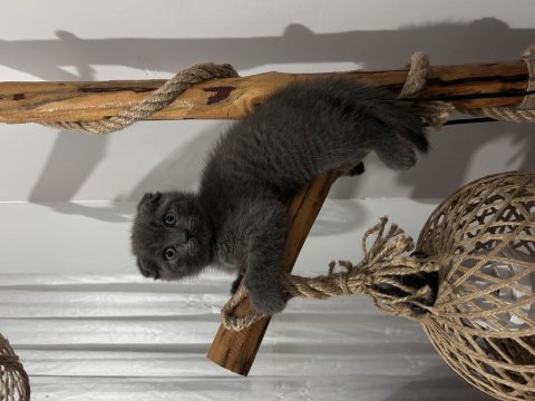 Çok acil istanbul içi scottish fold