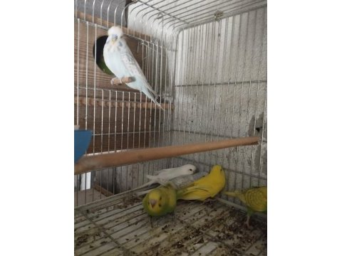 Alıştırmalık her cins muhabbet kuşu yavrular