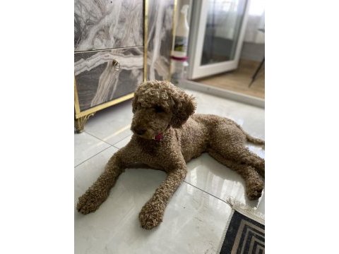 Eğitimli tuvalet eğitimi var çok bağımlı poodle