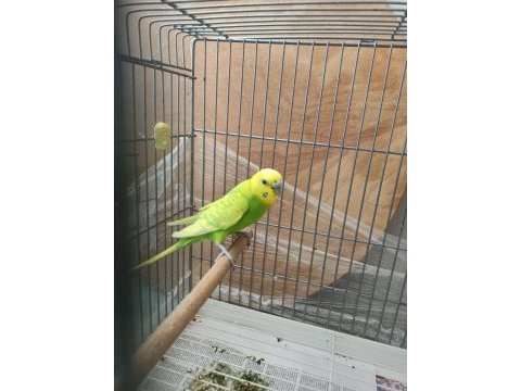 Hazır çift yavru garantili muhabbet kuşu ve kafes