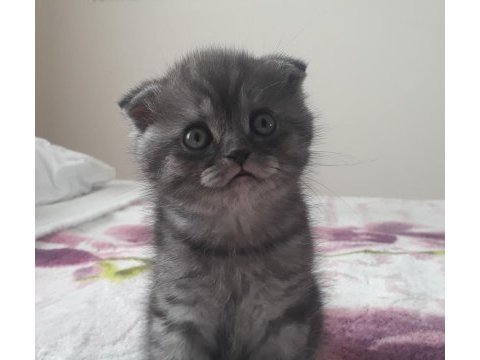 Gri scottish fold