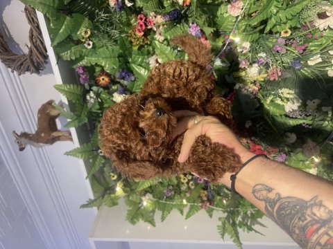 Poodle akademi sağlıklı