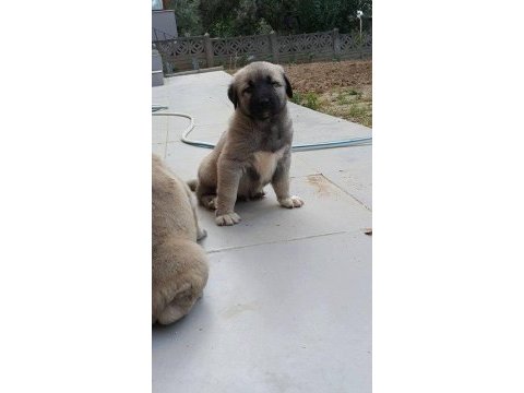 Üst kalite safkan kangal yavrularımız