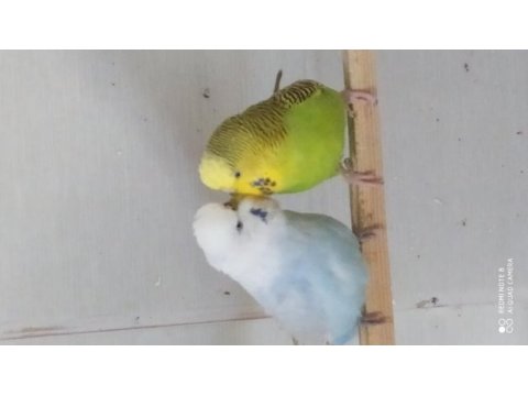 Muhabbet kuşu eşe hazır