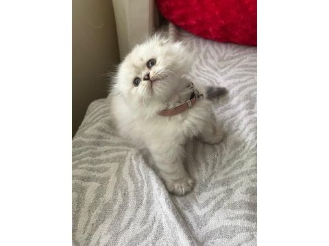 Pamuk gibi bir scottish fold kız