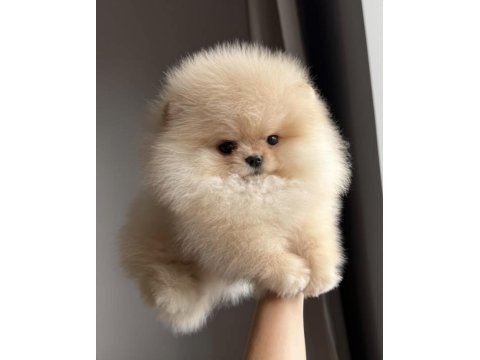 En özeli pomeranian