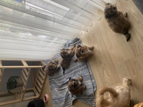 60 günlük minikler shih tzu