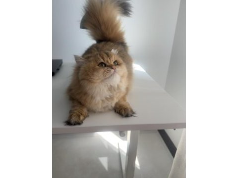 British longhair 10 aylık safkan-dişi