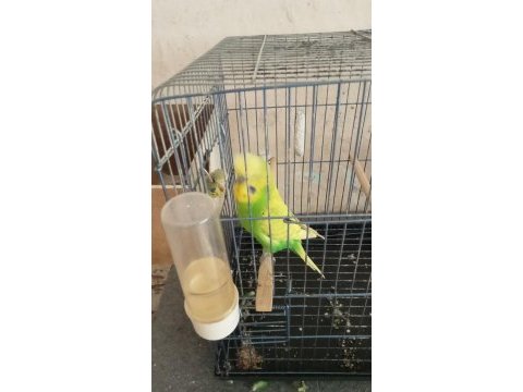 Yavru kuşlar