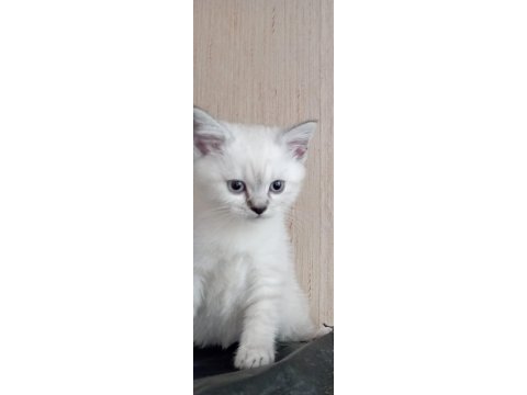 British shorthair yavrular