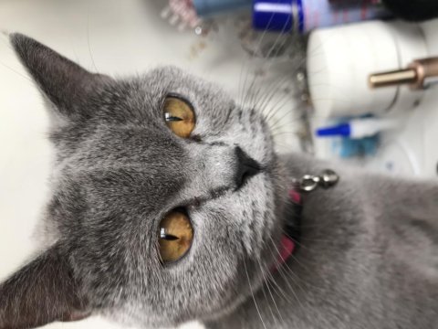 Dişi british shorthair