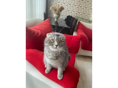 Ücretsiz sahiplendirme scottish fold kedisi