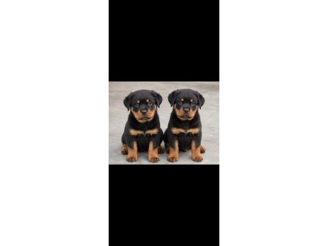 Safkan rottweiler yavruları