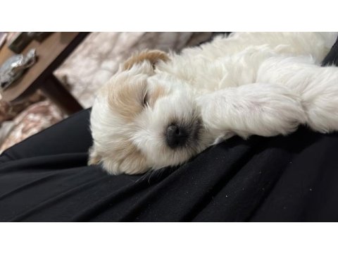 3 aylık terrier