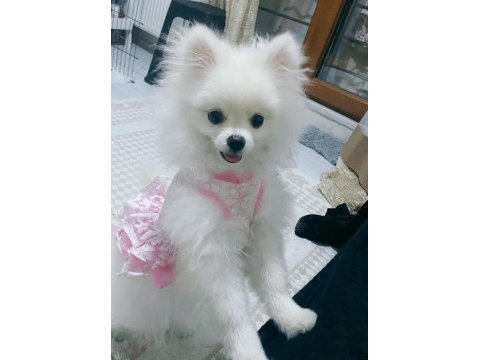 Güzel pomeranian kızımıza yuva