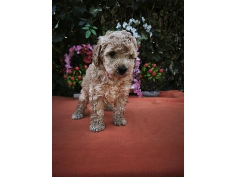 Maltipoo köpekler