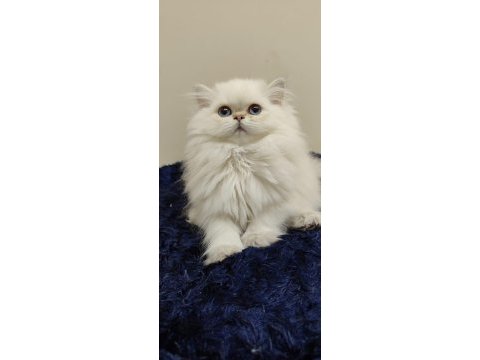 Şecereli anne baba dan british longhair bebekler
