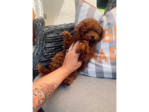 6 aylık 1200 gr tea cuo kore poodle yavrumuz