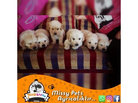 Golden retriever baby face safkan