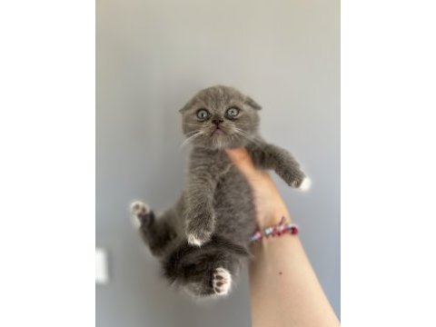 1 buçuk aylık erkek scottish fold