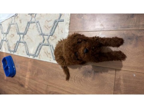 Toy poodle yavrumuz 2 buçuk aylık
