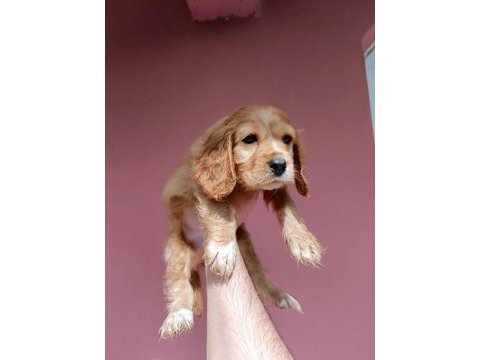 Erkek cocker yavru köpeğimiz