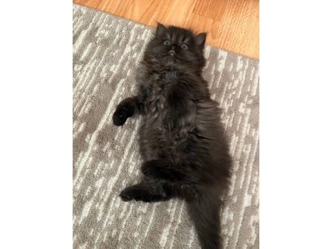 British longhair ayı surat dişi yavrular