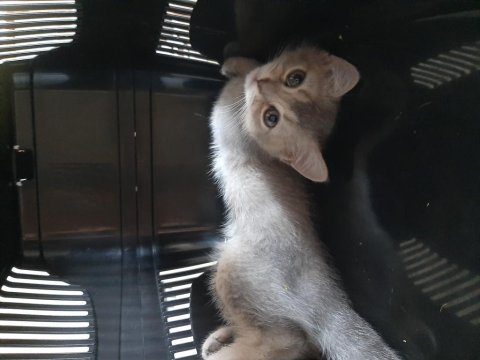 Yavru erkek gri oyuncu british shorthair konya