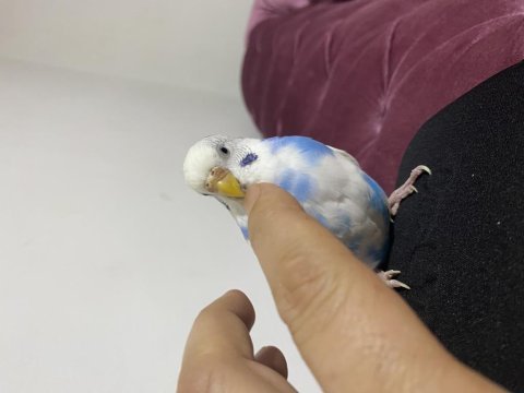 Sağlıklı muhabbet kuşlarım