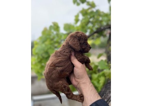 Toy poodle yavrular