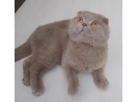 Safkan scottish fold orjinal aa sınıfı