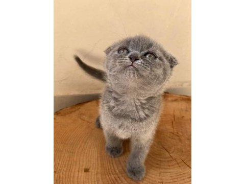 Antalya british shorthair kedilerimiz