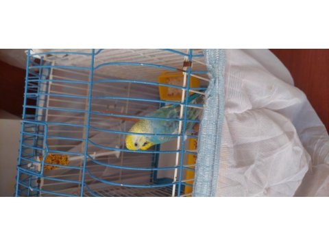 Rainbow erkek muhabbet kuşu