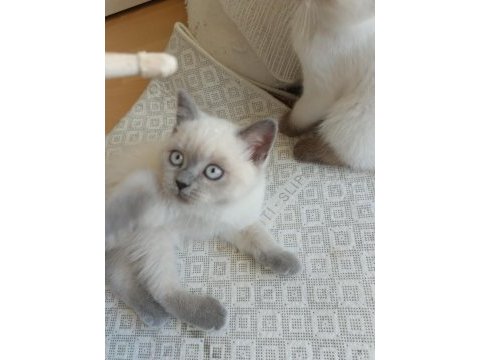 Neşeli british shorthair patiler
