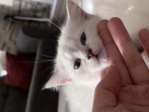 Erkek british shorthair açıklamayı okuyun
