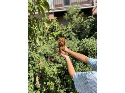 Baby face poodle bebekler