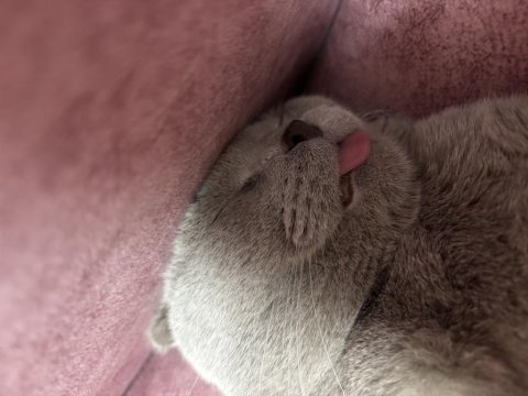 Erkek scottish fold kedimi sahiplendireceğim
