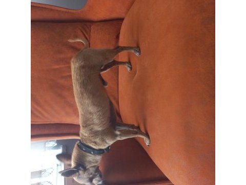İki buçuk yaşında erkek pinscher