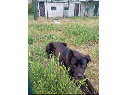 Çok sağlam orj ırk cane corso