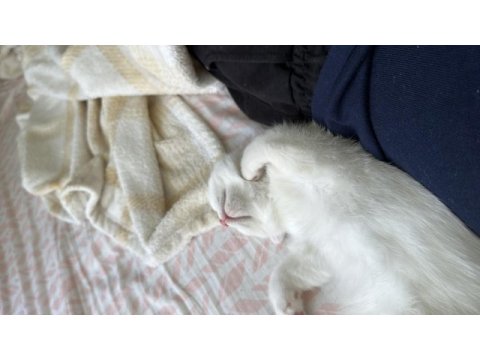 2,5 aylık akıllı uslu oyuncu erkek scottish fold