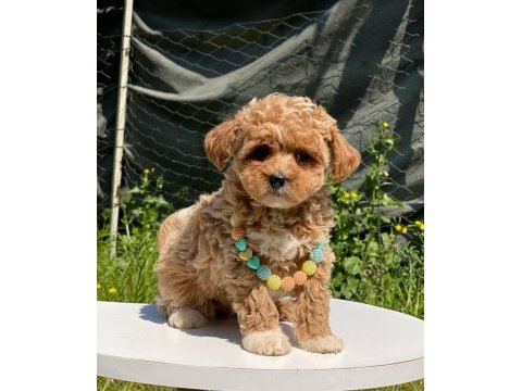 Poodle kalitesinde dişi maltipoo bebekler